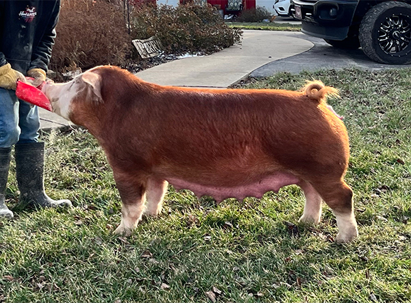 Harriet the Hereford Harriet the Hereford
