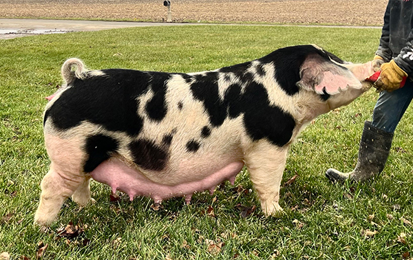 Miss Daisy Miss Daisy