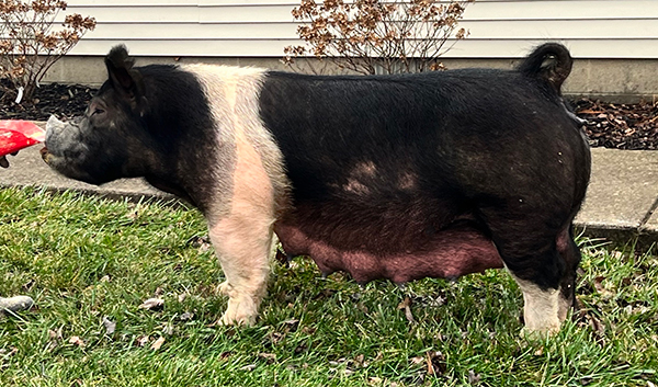 Miss Pugly Miss Pugly