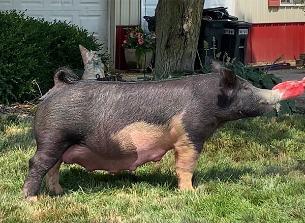 Porchy Girl Porchy Girl