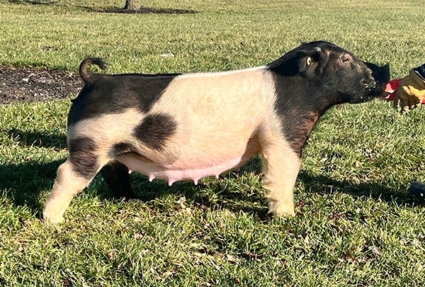 Terra Jane Terra Jane