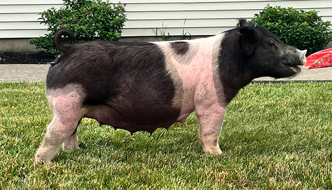 Chattanooga Lucy Chattanooga Lucy