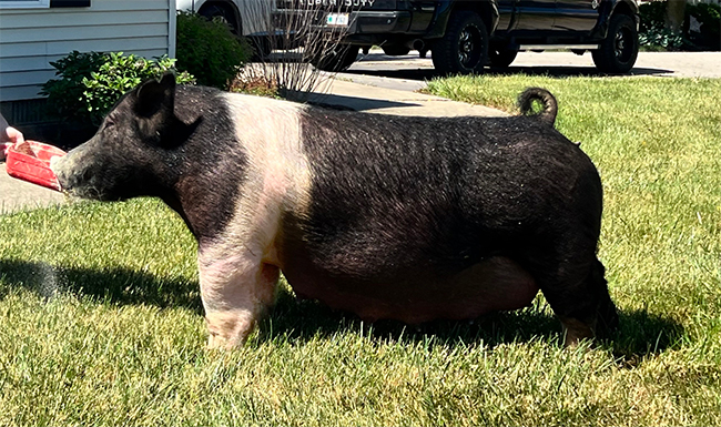 Darcy Buttons Darcy Buttons