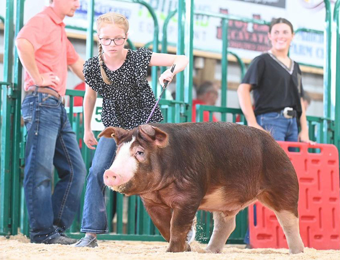 Champion  Hereford Barrow<br />
2024 Wbash County