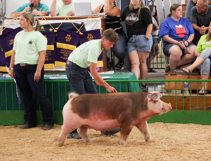 Champion  Hereford Gilt<br />
2024 Elkhart County